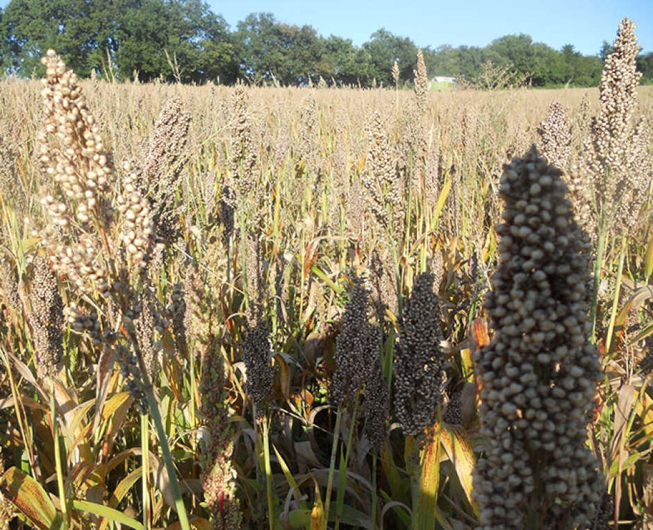 Cereali per panificazione
