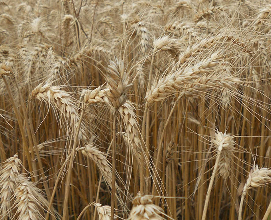 Cereali per panificazione